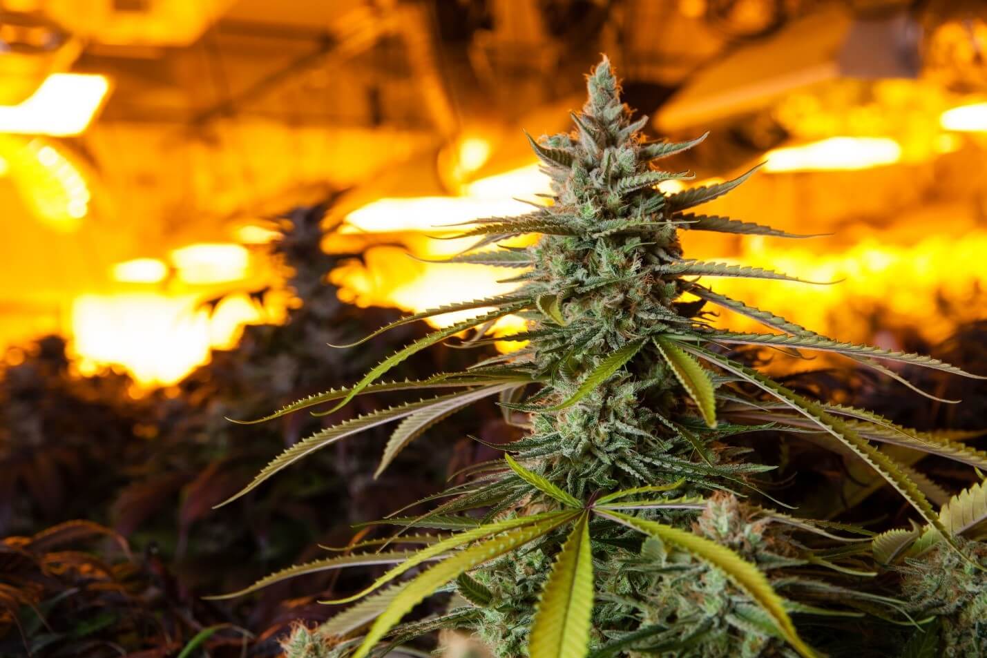 No Texas Law against Growing Marijuana... But It's Still a Crime - Fulgham  Hampton Criminal Defense Attorneys
